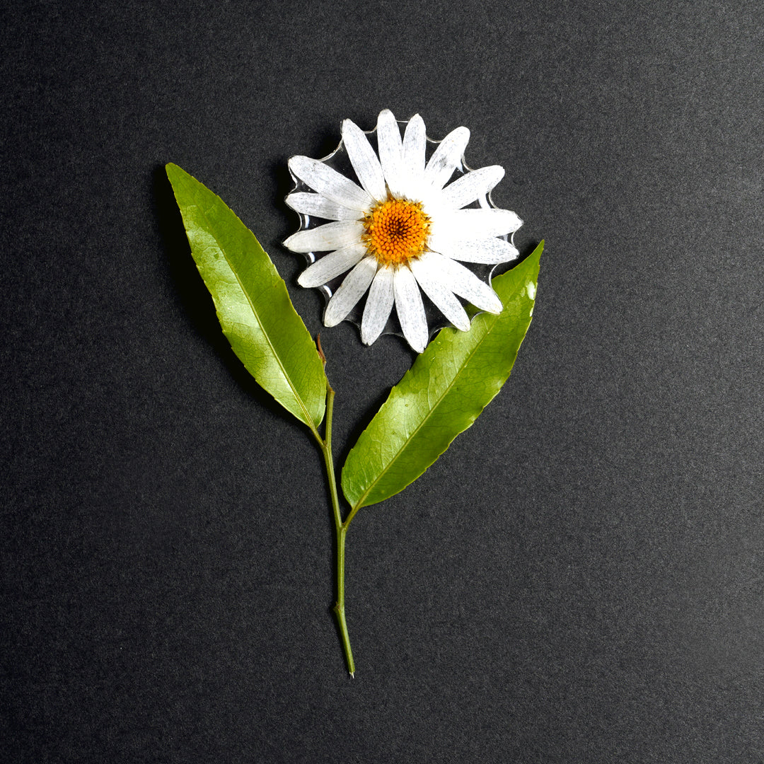 Daisy Pin Up