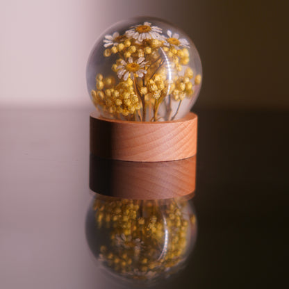 Bellis Bloom Orb 🌼