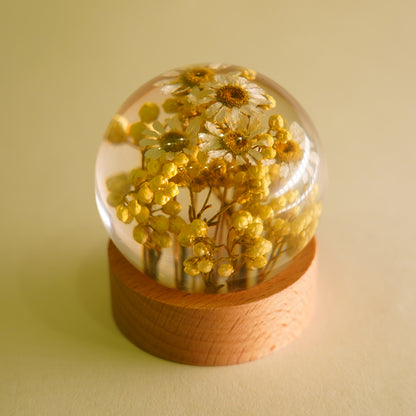 Bellis Bloom Orb 🌼