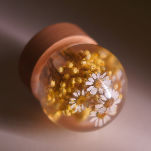 Bellis Bloom Orb 🌼