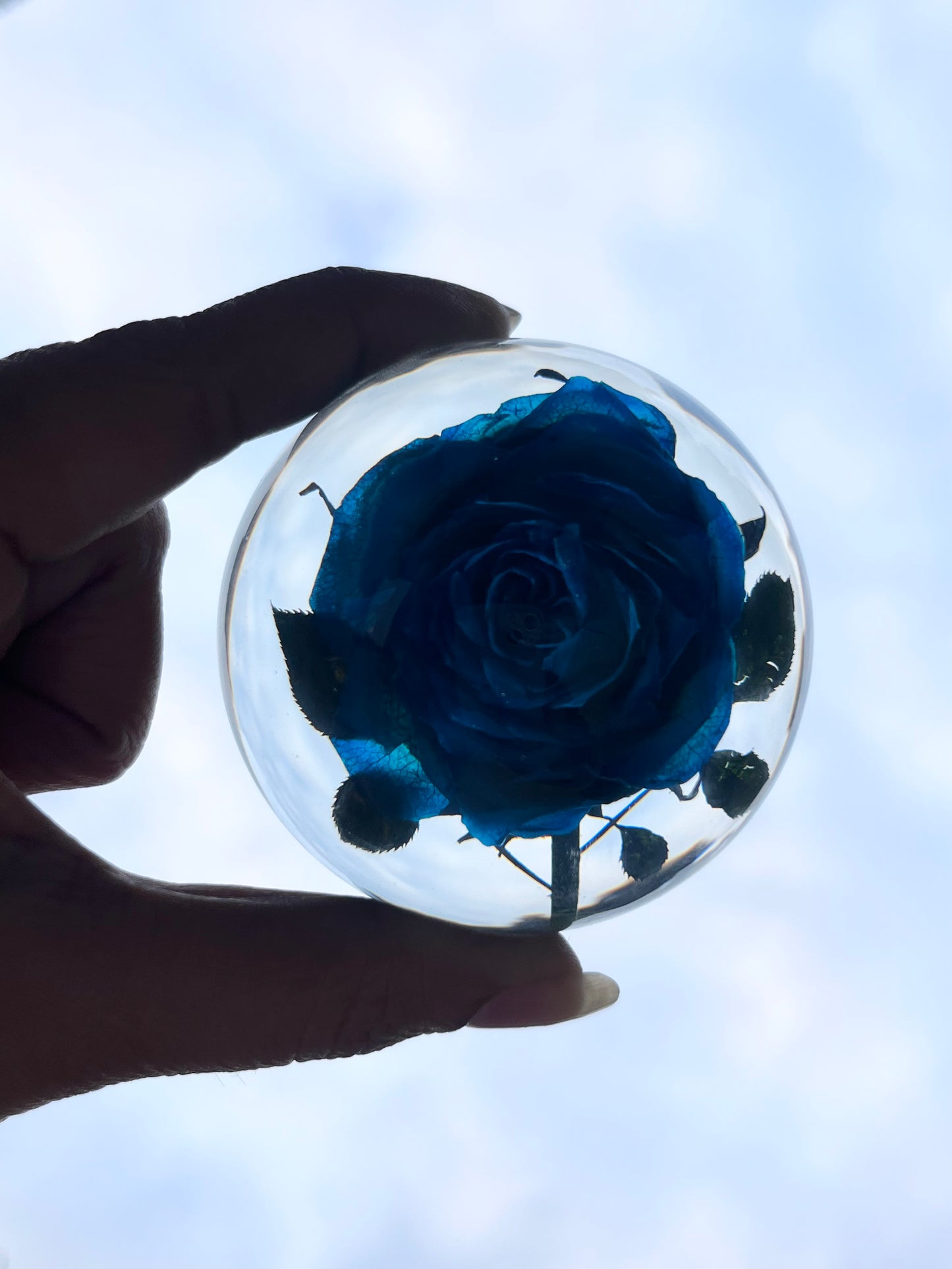 Forever BLUE ROSE Spheroid